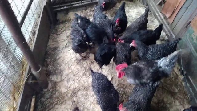 Картофель в мешанке для кур. смотреть онлайн