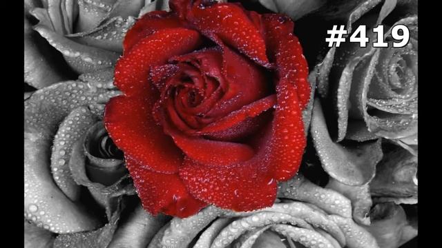 #419. Цветы и растения - очень яркие цветы смотреть онлайн