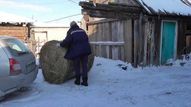 Привезли сено // Нас опять замело и заморозило смотреть онлайн
