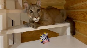 Связь Месси и Саши на расстоянии! Пума Месси чувствует своего хозяина!