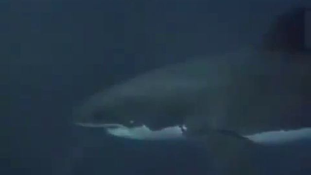 Атака Акулы / SHARK ATTACK / 鲨鱼攻击 / ฉลามโจมตี / Sharks Attaque / サメの攻撃 / כרישי התקפה смотреть онлайн
