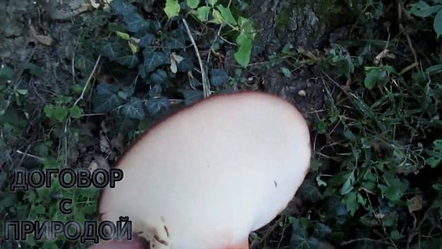 ПЕЧЁНОЧНИК жаренный в кляре.НАХОДКА + Готовка. смотреть онлайн