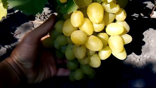 сорт винограда аркадия полное созревание на 25 августа 2015 года смотреть онлайн