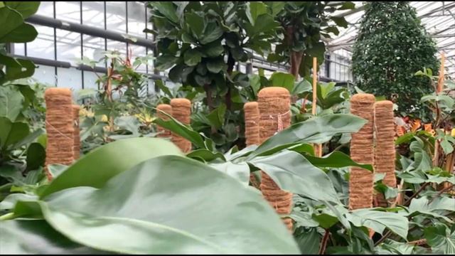 Vivaio Vignudelli - Plant Tour смотреть онлайн