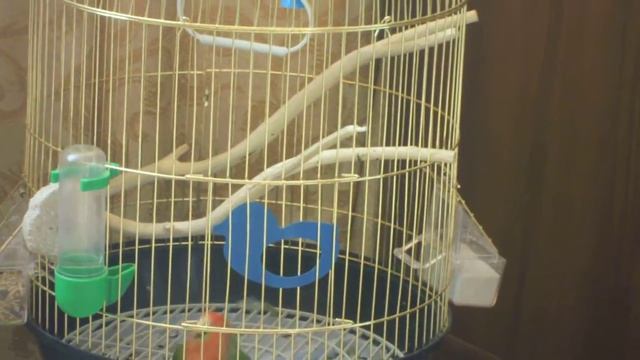 Неразлучник Краснощёкий "Кики" сама откривает клетку смотреть онлайн