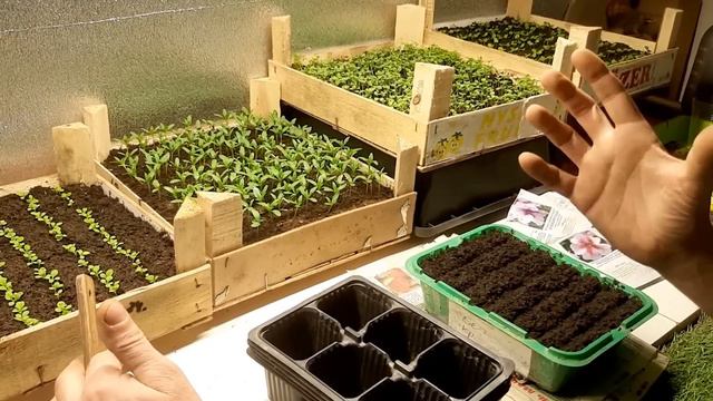 СЕЕМ ПЕТУНИЮ БЕЗ ЗАМОРОЧЕК !!! ДВА СПОСОБА ПОСЕВА ПЕТУНИИ семенами на рассаду смотреть онлайн