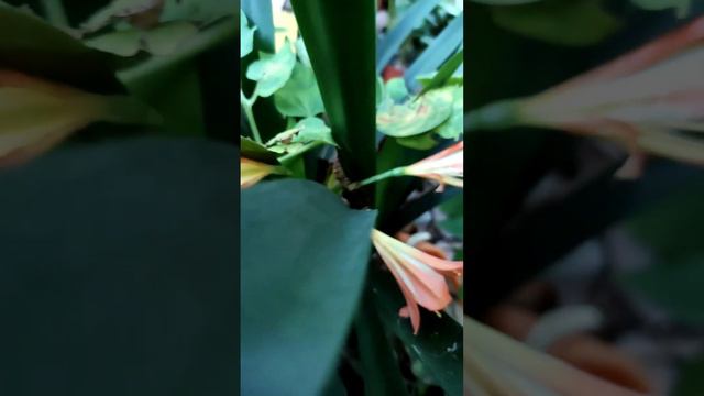 Clivia miniata en floración 😍 ya tiene mucho rato que esperaba ver su flor #cliviaminiata смотреть онлайн