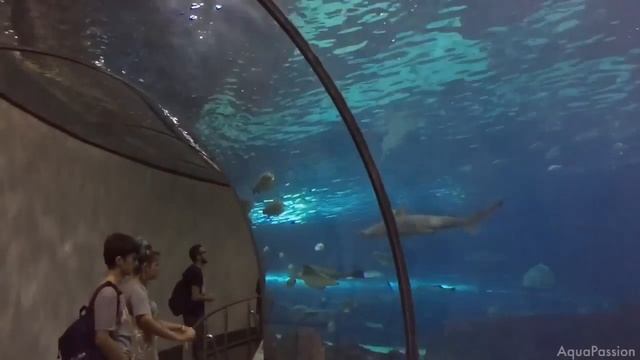 Visite Aquarium BARCELONA ! смотреть онлайн