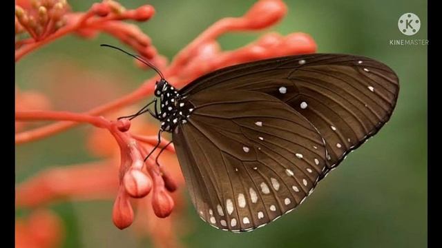 Black Butterfly Meaning | Brown Butterfly Meaning | Butterflies | Black Butterfly Brown Butterfly ♥