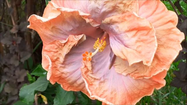 Tropical Hibiscus Creole Lady смотреть онлайн