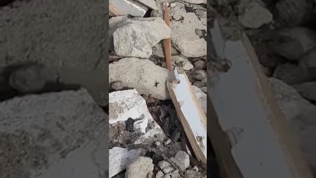 Чёрный паук в марте ядовитый смотреть онлайн