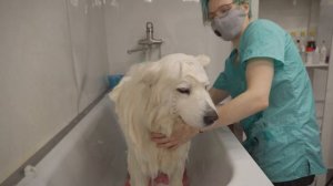 ГРУМИНГ БОЛЬШОЙ СОБАКИ. КАК ПОМЫТЬ САМОЕДА?