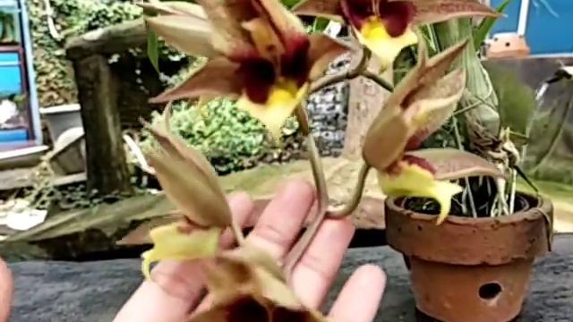 Catasetum pileatum x Broga Black Leopard смотреть онлайн