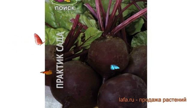 Свекла столовый Мулатка (mulatka) ? столовый свекла Мулатка обзор: как сажать, семена свеклы Мулатк смотреть онлайн