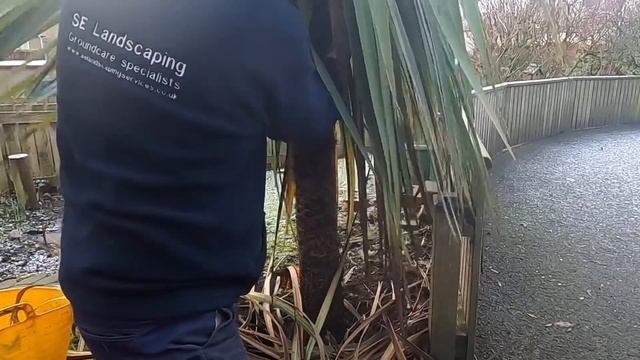 Pruning a Cordyline Australis | Gardening tips | Winter work смотреть онлайн