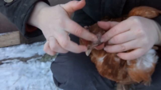 18+ Вытек глаз у курицы. Жизнь в деревне. смотреть онлайн