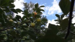 Хурма виргинская выращивание  плюсы и минусы