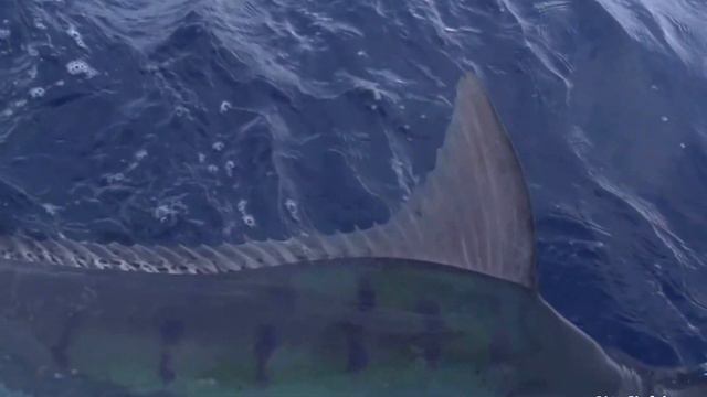 Elitefishing.net представляет:памятный момент МАРЛИН смотреть онлайн