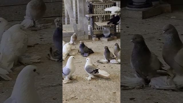 Коллекция Моздокских голубей смотреть онлайн