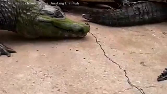 Tahu Gak Perbedaan Antara Buaya, Aligator, Caiman & Gavial? смотреть онлайн
