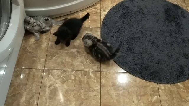 Котята шотландской породы , скотиш фолд и скотиш страйт смотреть онлайн