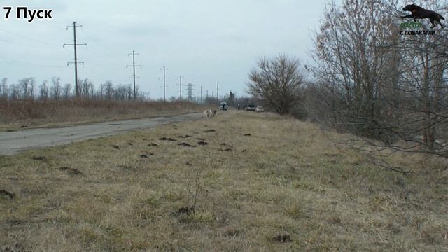 ХОРТАЯ БОРЗАЯ, МЕТИСЫ ХОРТОЙ БОРЗОЙ, РУССКАЯ ПСОВАЯ БОРЗАЯ И ШВЕЙЦАРСКАЯ ОВЧАРКА. КУРСИНГ 23.02.23г смотреть онлайн
