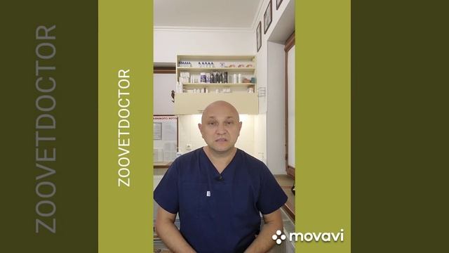 У кошек 7 жизней. История из жизни. #ушаковдмитрий #стерилизация смотреть онлайн