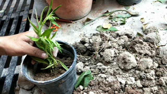 Nursery Bought Plant- Garden Planting Tips | Planting Sensitive Plants