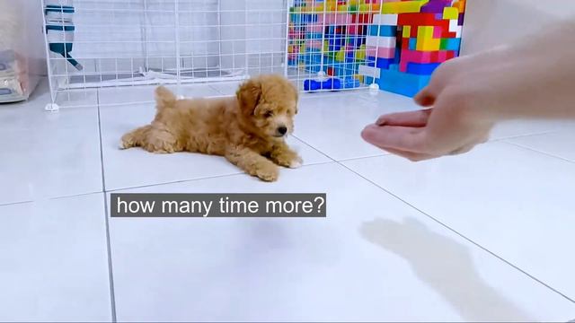 Puppy Follows Command To Speak | Toy Poodle | Funny Dog смотреть онлайн