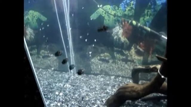 Астронотусы оскар смотреть онлайн