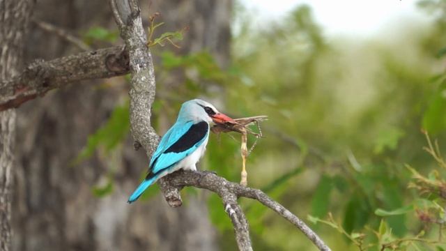 Woodland kingfisher tenderizing his lunch смотреть онлайн