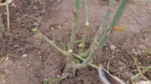 ПРОЩЕ ПРОСТОГО! Как обрезать ЧАЙНО-ГИБРИДНЫЕ розы ВЕСНОЙ. ШИКАРНОЕ ЦВЕТЕНИЕ ГАРАНТИРОВАННО!