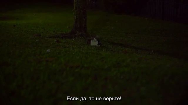 В каких цветах кошки видят окружающий мир?