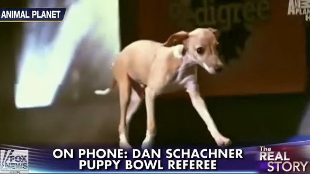 Puppy Bowl X Sneak Peek of Taser & Sharpie - ROMP Italian Greyhound Rescue смотреть онлайн