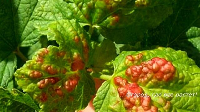 СМОРОДИНА. Весенняя защита от болезней и вредителей, подкормки.mp4 смотреть онлайн