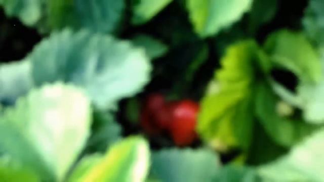 Очень крупная ягода- клубника в моем саду!!! смотреть онлайн