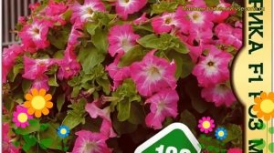 Петуния гибридная крупноцветковая Сферика F1 Роз Морн. Краткий обзор, описание характеристик petuni