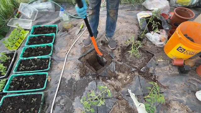 Посадка помидоров. Выжать из теплицы максимум смотреть онлайн