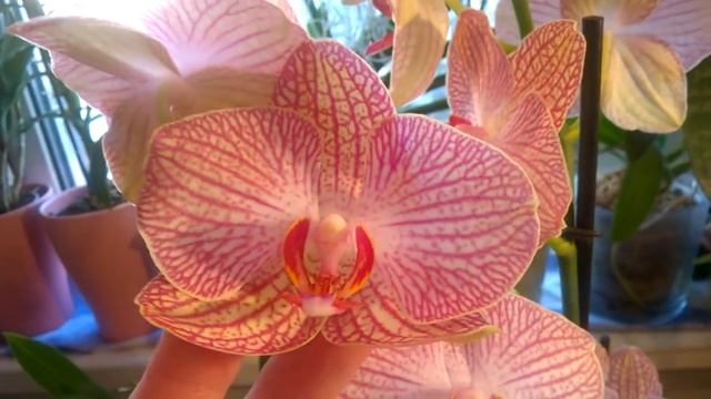 СПЕЦ. ПРЕДЛОЖЕНИЕ НА МОИ ТРИ ОРХИДЕИ _ смотреть онлайн