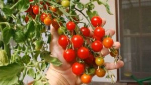 Помидоры на балконе – выбираем сорт правильно