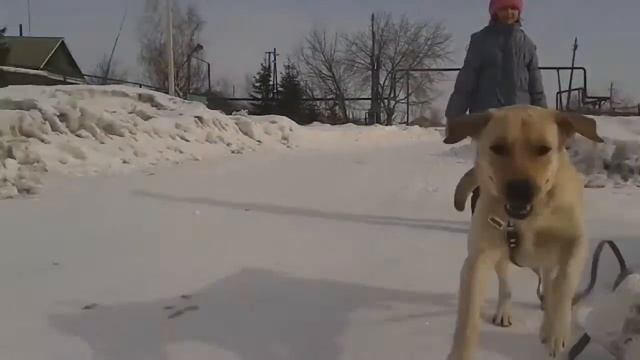 Лабрадор зимой в деревне смотреть онлайн
