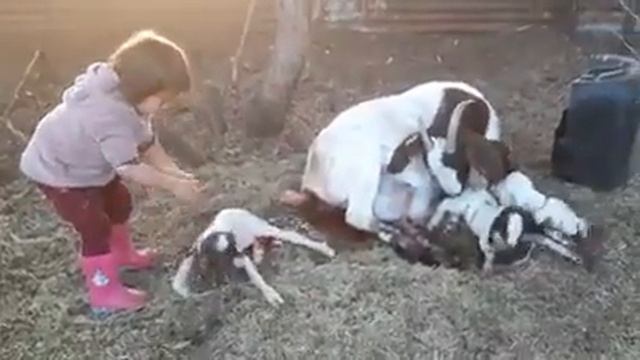 Девочка принимает роды у козы. смотреть онлайн