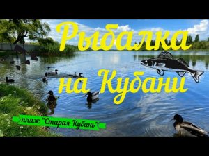 Рыбалка на фидер Парк старая Кубань  Краснодар Ноябрь 2021 Судак