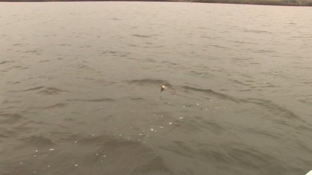 Ловля судака с лодки на озере Прилбычи, Львовская обл, Украина, 2-ой день смотреть онлайн