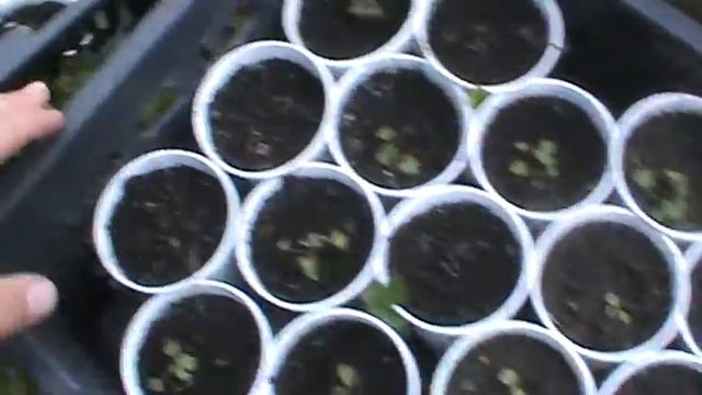 Выращивание мелкоплодной земляники. Часть 2. Пикировка. смотреть онлайн