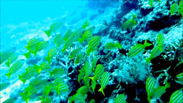 Scuba Dive The Great Barrier Reef смотреть онлайн