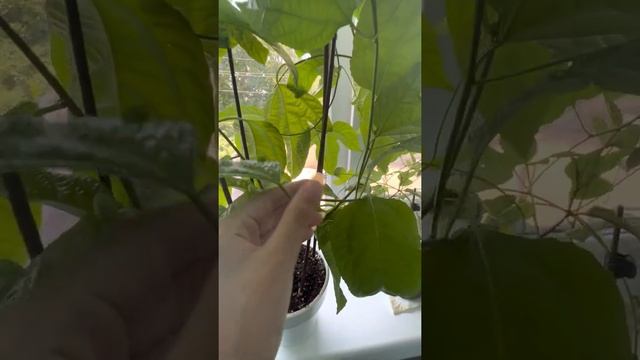 Пассифлора эдулис❤️?? смотреть онлайн