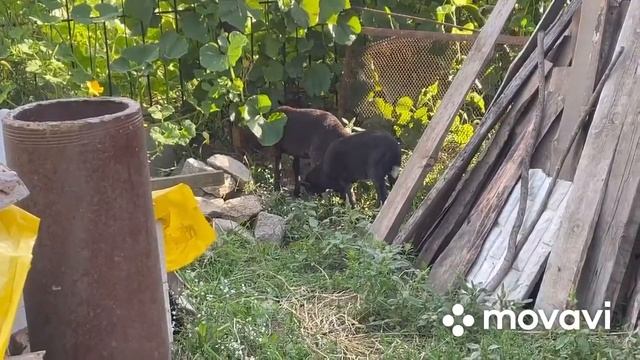 Романовские овцы.Новые жители в хозяйстве.Подарок знакомого ) смотреть онлайн