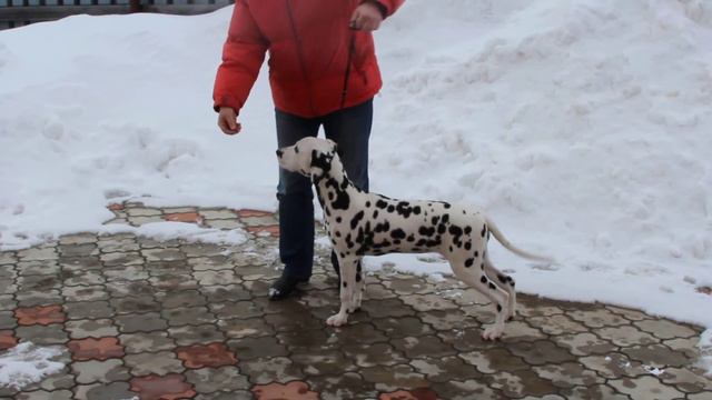 Флинквильд Царская Мелодия - далматин 5 месяцев смотреть онлайн