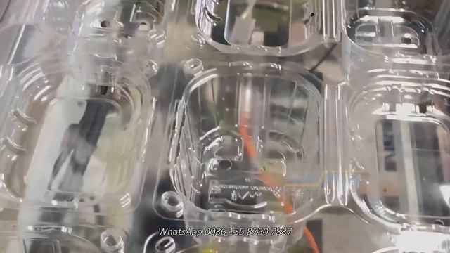 Sinoplast | Automatic 4 Station PET Punnet Thermoforming Machine For Egypt